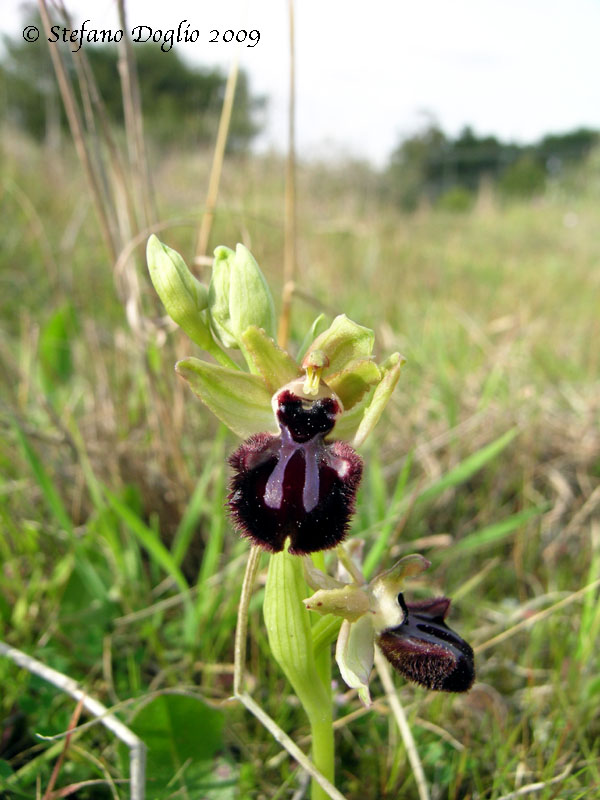 orchidee del Salento